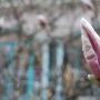 Tulpen-Magnolien-Blüte - DIE HACKESCHEN HÖFE Berlin DIE HACKESCHEN HÖFE Berlin Sophienstraße, Wohnhöfe, wilhelminischer Eklektizismus, Berlin, Sophienhof, Tourismus, Hackescher Markt, Baudenkmal,